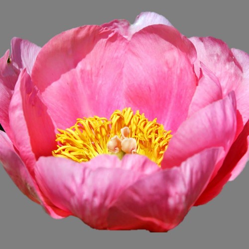 Paeonia 'Lovely Rose' - Pojeng 'Lovely Rose'